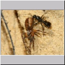 Dipogon subintermedius - Wegwespe 08a 7mm Sandgrube Niedringhaussee- beim Eintrag einer Spinne.jpg
